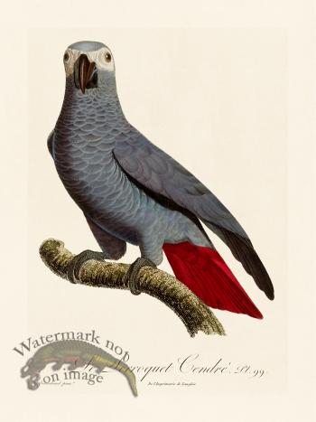 Barraband Parrot 099